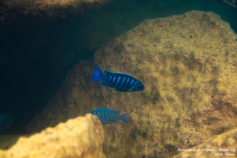 Maylandia sp. 'dolphin' Thumbi Reef